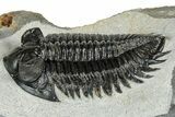 Detailed Coltraneia Trilobite Fossil - Huge Faceted Eyes #328570-1